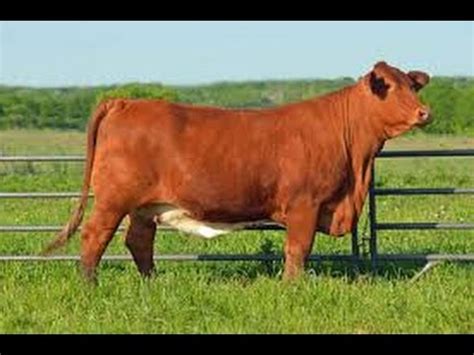 How to Breed Beefmaster Cattle - English Subtitles CC - TvAgro por Juan Gonzalo Angel - YouTube