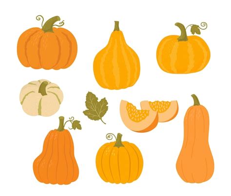 Conjunto De Calabazas De Diferentes Formas Y Colores Ilustraciones De