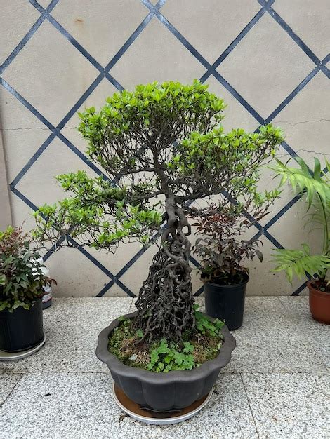 Uma árvore bonsai muitas folhas Foto Premium