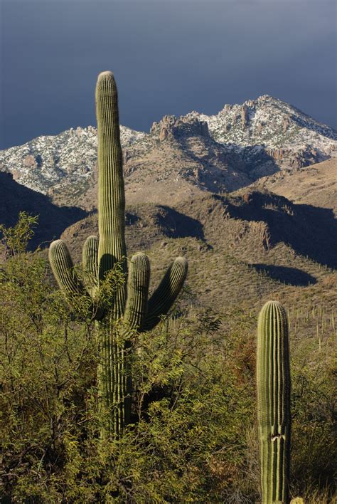 Wintery Sabino Canyon In Tucson Arizona Arizona Winter Arizona Tucson