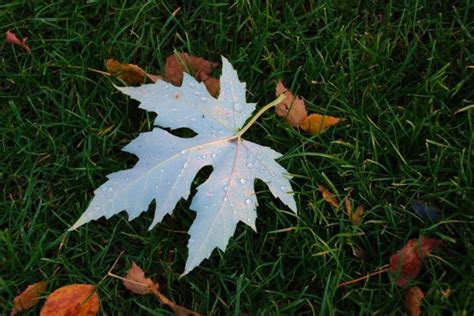 Free Images Branch Autumn Season Maple Tree Maple Leaf Flowering