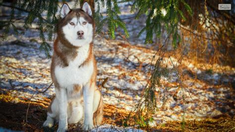 Red Husky – Breed Facts And Complete Guide In 2023