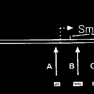 Dnase I Hypersensitive Sites Upstream And Downstream Of The