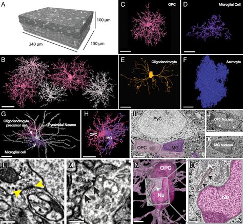 Oligodendrocyte Precursor Cells Ingest Axons In The Mouse Neocortex PNAS