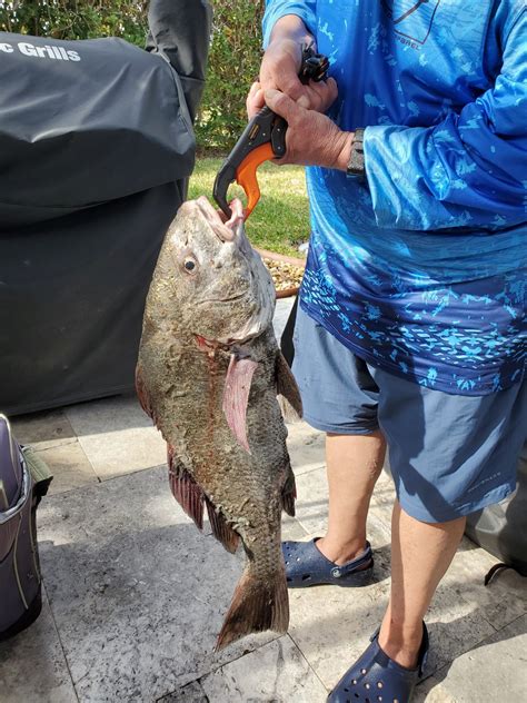 Nice Black Drum Caught While Surf Fishing Spacefish