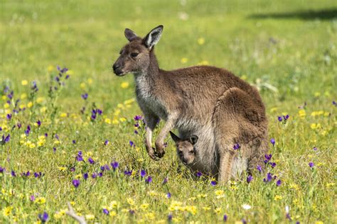 Mother Kangaroo Standing In Springtime Meadow With Young In Pouch Stock