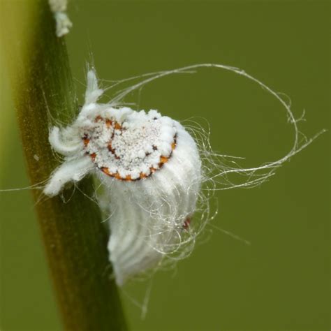 La Cocciniglia Quanti Tipi Ne Esistono E Come Si Combatte If