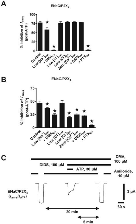 Mechanisms Of P X Mediated Inhibition Of Enac Currents A Histogram