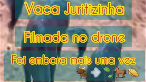 Vaca Juritizinha Foi Embora Mais Uma Vez Do Propriet Rio Neguinho Da