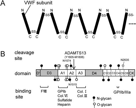 Schematic Structure Of Human VWF A VWF Subunits Were Linked By