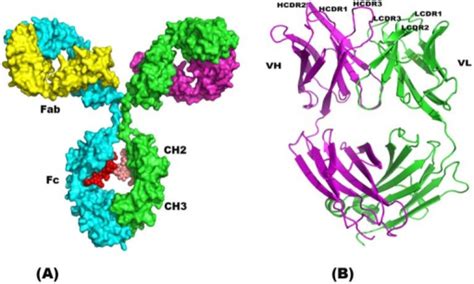 A Three Dimensional Structure Of Antibody Structure Open I