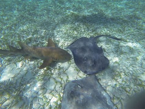 Caye Caulker Marine Reserve Snorkeling Tour