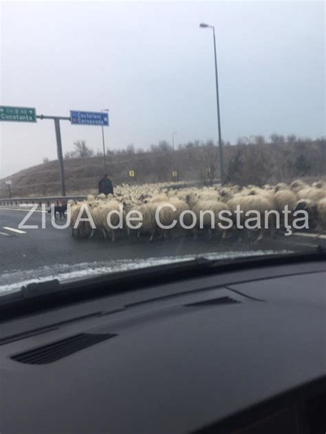 Atenție șoferi Turmă de oi pe Autostrada Soarelui galerie foto