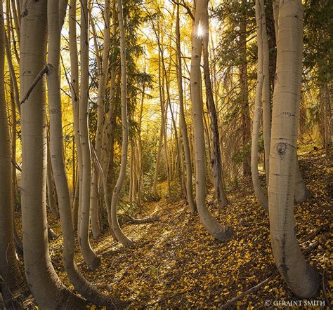 Aspen woods, hillside on the Cumbres Pass in southern Colorado.