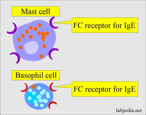 During Blood Collection Anaphylactic Reaction Type 1 Hypersensitivity