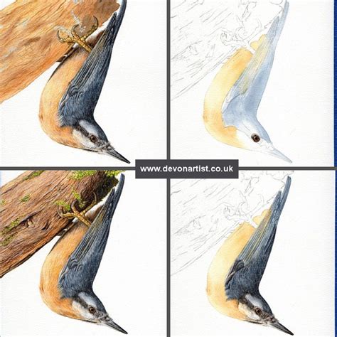 Stages Of A Nuthatch In Watercolour Devon Artist Watercolor Bird