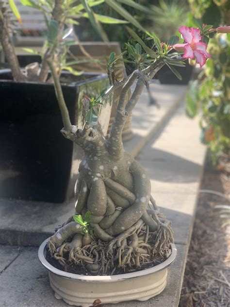 Blooming Bonsai Baobab : r/Bonsai