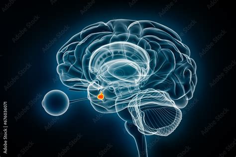 Pituitary Gland Or Neurohypophysis X Ray View 3d Rendering Illustration