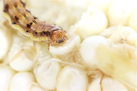 Corn Earworm Control Bonnie Plants