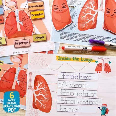 Respiratory System Preschool Learning Activity Human Body Learning For