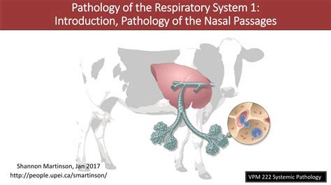 Pdf Pathology Of The Respiratory System Introduction People