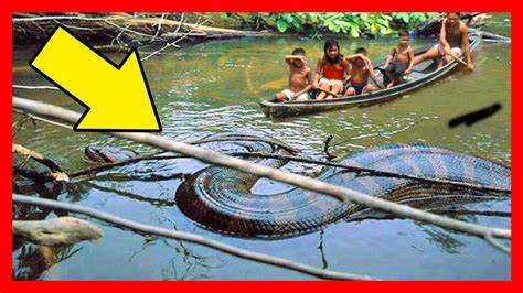 Serpientes Gigantes Las Serpientes M S Grandes Del Mundo Anaconda