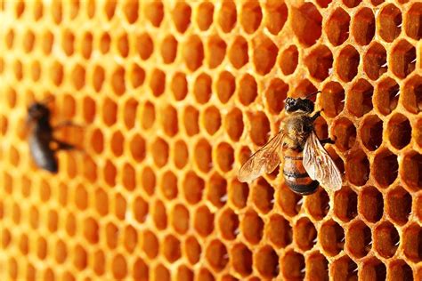 Why Do Bees Love Hexagons Scienceabc