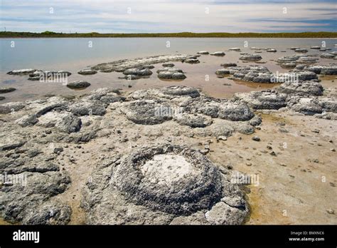 Stromatolites, microbial mats depositing CaCO3, one of the most ancient life forms, Lake Thetis ...