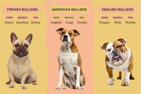 How Well Do You Know These Different Types Of Bulldogs Bulldog