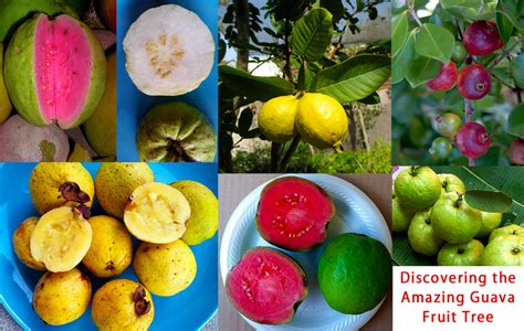 A Gardener Delight: Discovering the Amazing Guava Fruit Tree