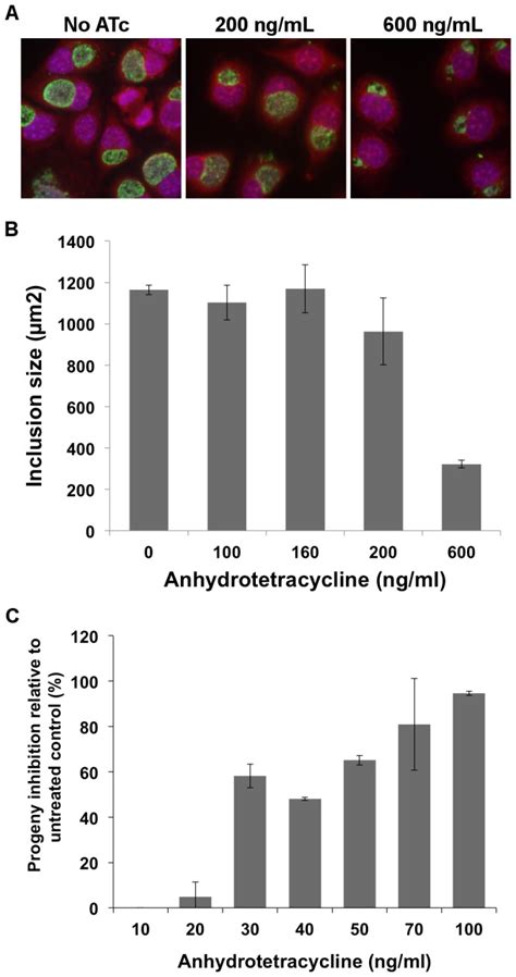 Murine Fibroblasts L Atcc Bioz