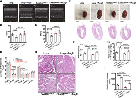 Vsmc Specific Deletion Of Fam A Attenuated Ang Ii Promoted Hypertension