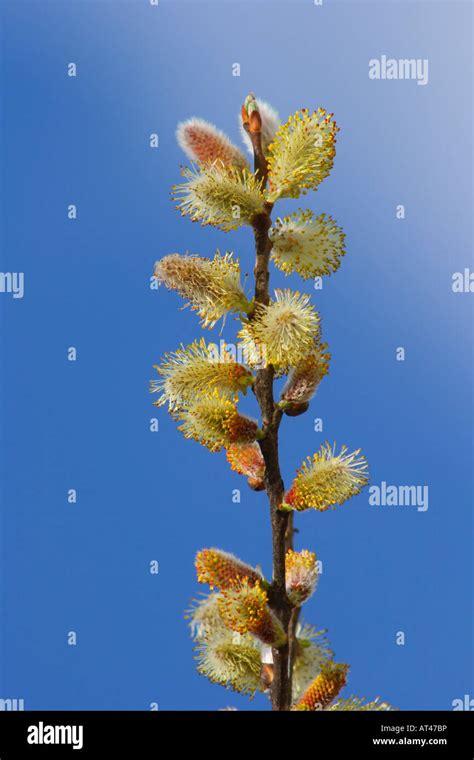 Salix Atrocinerea Fotografías E Imágenes De Alta Resolución Alamy