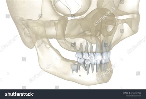 Baby Primary Tooth Eruption Medically Accurate Stock Illustration