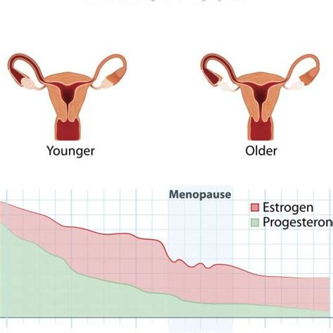 Disfunci N Hormonal Causas S Ntomas Y Tratamientos