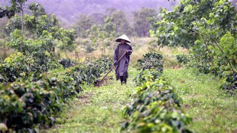 Guerra de Vietnam por qué Estados Unidos perdió el conflicto pese a su