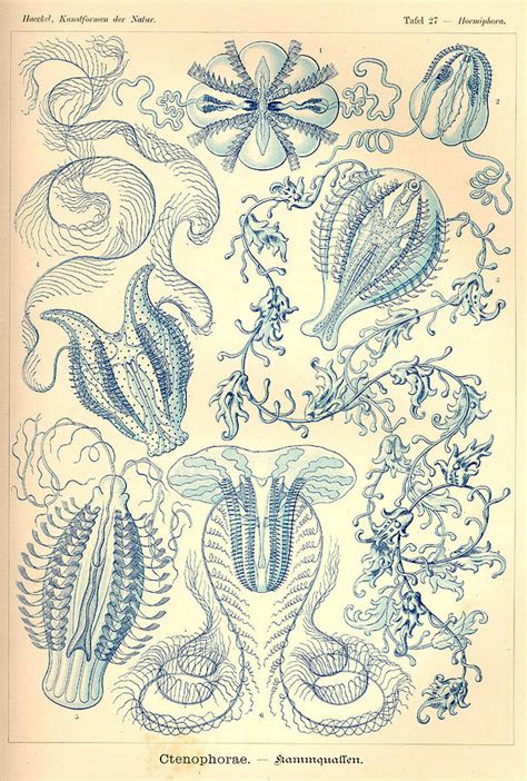 Art Forms In Nature Sea Life Painting By Ernst Haeckel Fine Art America