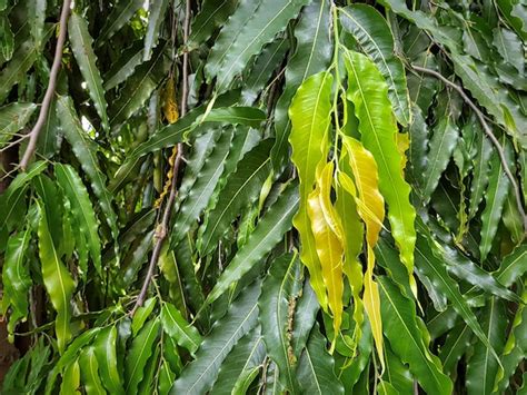 Premium Photo Full Frame Background Of Polyalthia Longifolia Tree