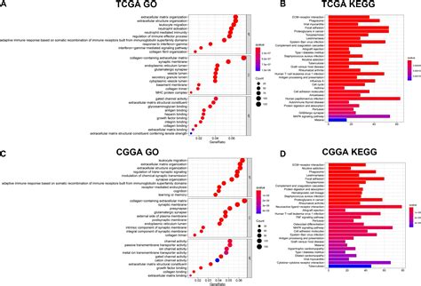 Frontiers Identification And Validation Of An 11 Ferroptosis Related Gene Signature And Its