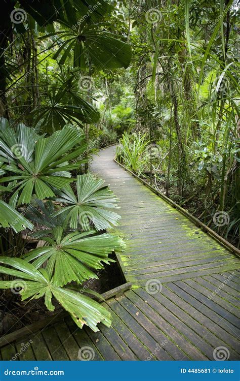 Walkway In Rainforest Stock Image Image Of Travel Green 4485681