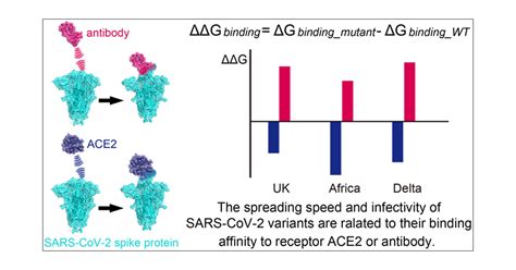 Predicting Mutational Effects On Receptor Binding Of The Spike Protein