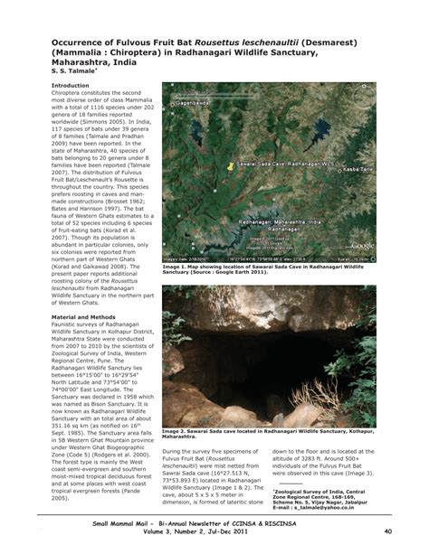 PDF Occurrence Of Fulvous Fruit Bat Rousettus Leschenaultii