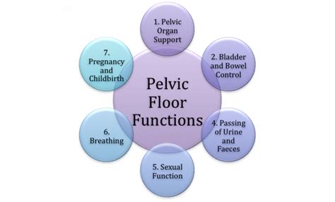 Functions Of The Pelvic Floor Muscle