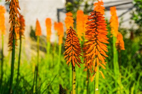 18 flores que empiezan por K perennes y anuales Imágenes