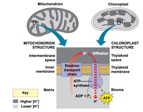 Chemiosmosis In Chloroplasts And Mitochondria