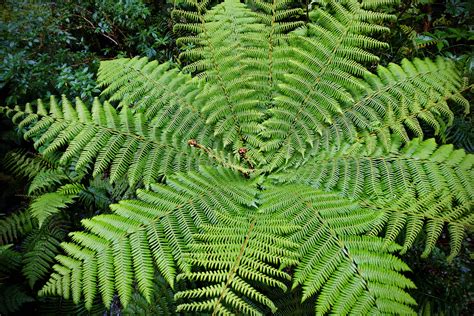 Silver Fern | Hole in the Clouds