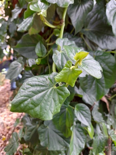 Australian Pepper Vine From North Nowra Nsw Australia On January