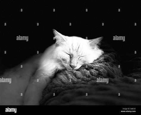 Chat Noir Et Blanc Qui Dort Banque Dimages Noir Et Blanc Alamy