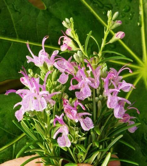 Rosemary Pink 4 Pot Hello Hello Plants And Garden Supplies