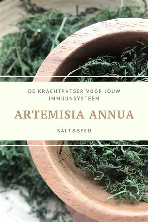 Artemisia Annua